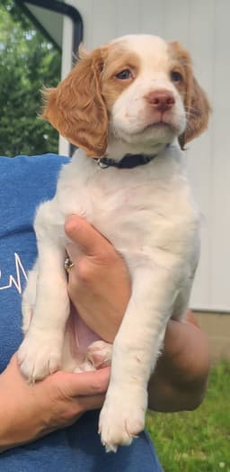 FAMILY RAISED AKC  SUNSET LANE BRITTANYS thumbnail 4