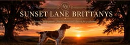 FAMILY RAISED AKC  SUNSET LANE BRITTANYS thumbnail 14