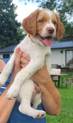 FAMILY RAISED AKC  SUNSET LANE BRITTANYS thumbnail 5