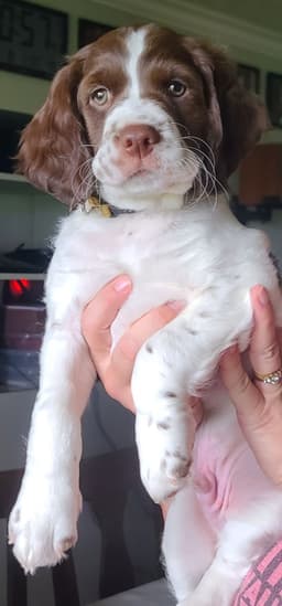 FAMILY RAISED AKC  SUNSET LANE BRITTANYS thumbnail 6