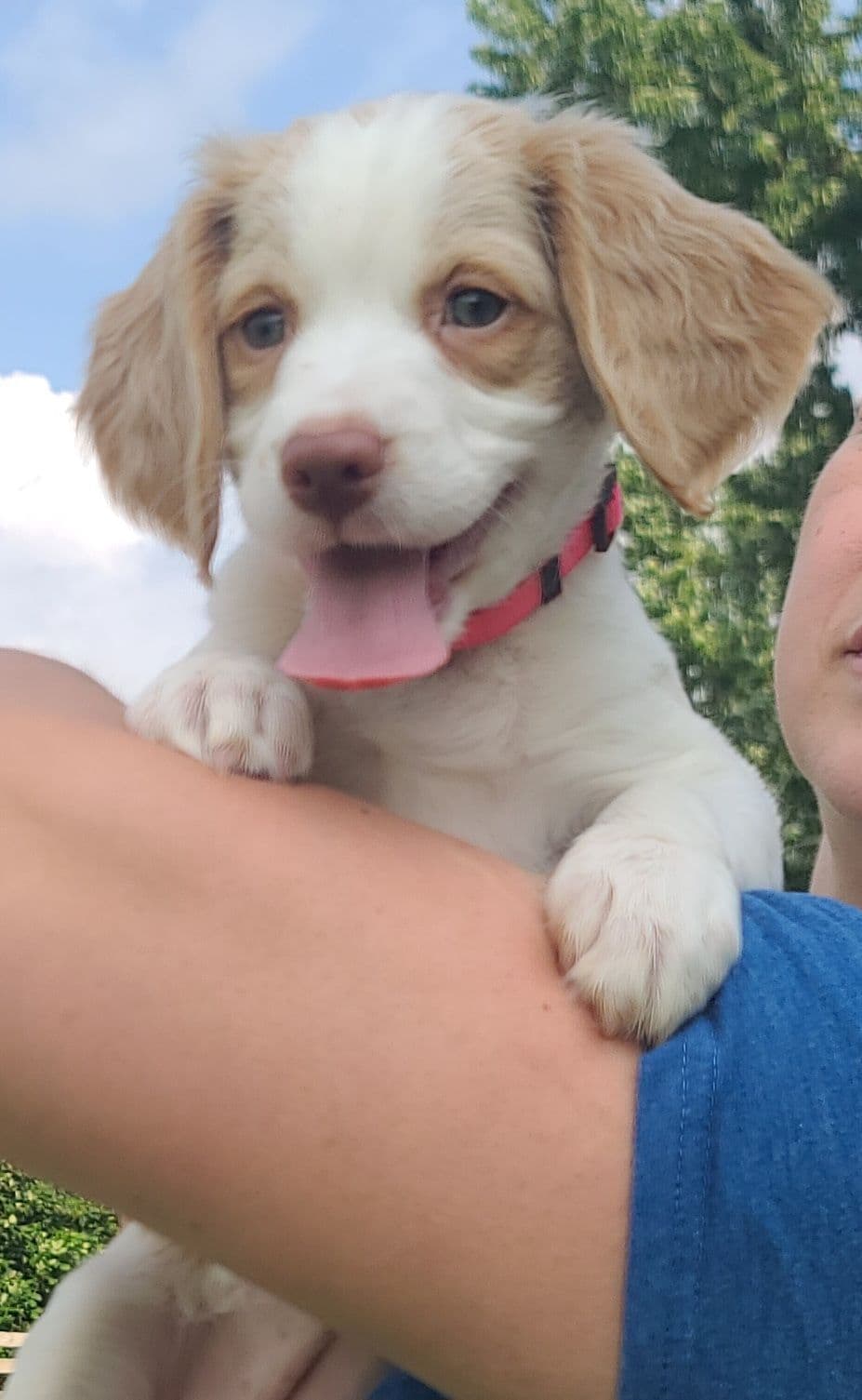 FAMILY RAISED AKC  SUNSET LANE BRITTANYS photo 2