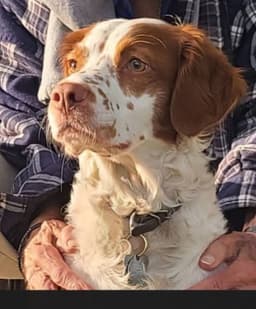 FAMILY RAISED AKC  SUNSET LANE BRITTANYS thumbnail 7