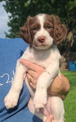 FAMILY RAISED AKC  SUNSET LANE BRITTANYS thumbnail 1