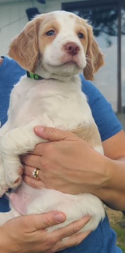 FAMILY RAISED AKC  SUNSET LANE BRITTANYS thumbnail 3