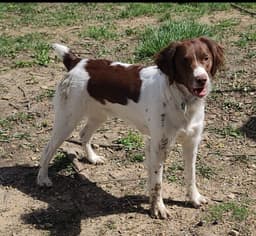 FAMILY RAISED AKC  SUNSET LANE BRITTANYS thumbnail 8