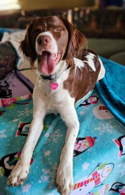 FAMILY RAISED AKC  SUNSET LANE BRITTANYS thumbnail 9