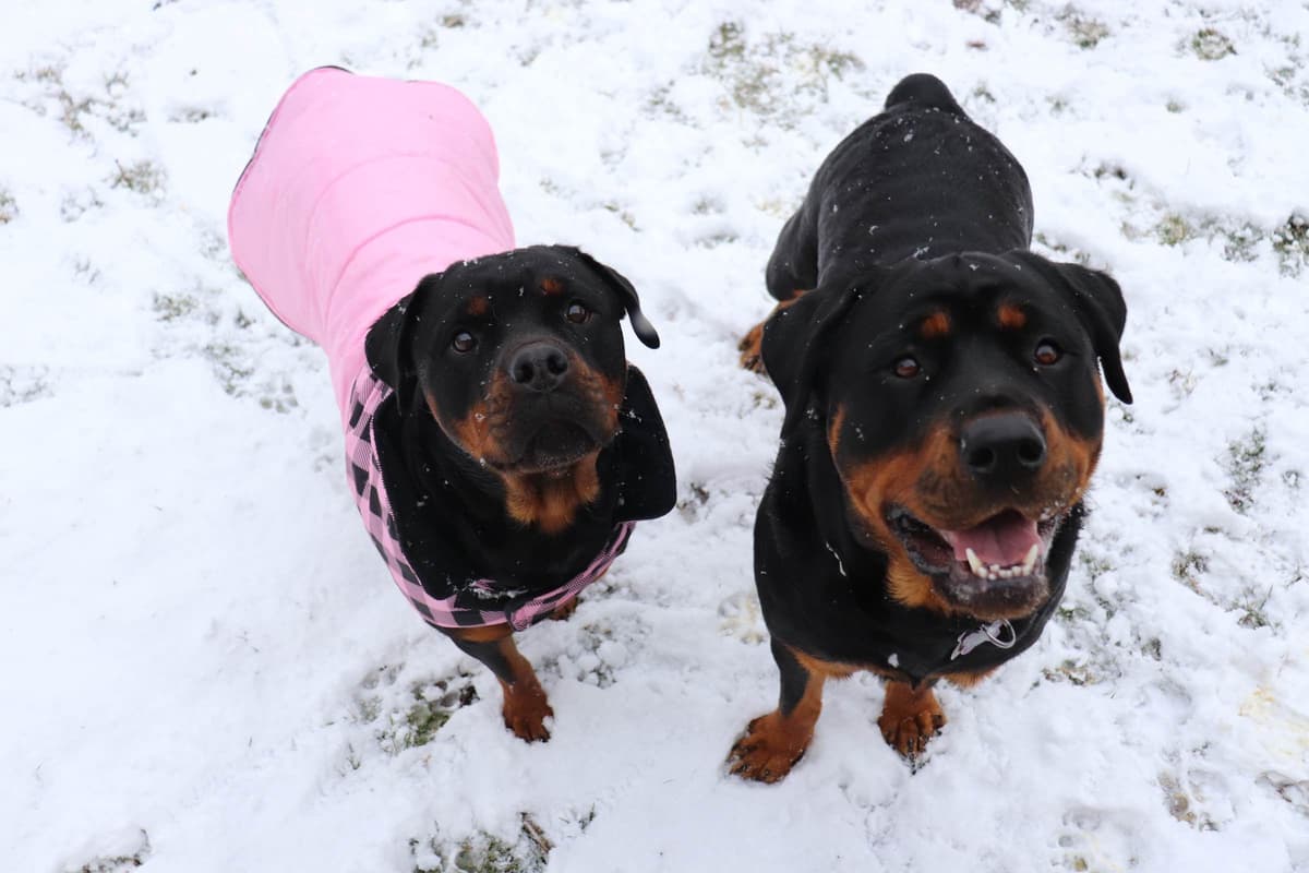 Rottweiler Puppies breeder image 1