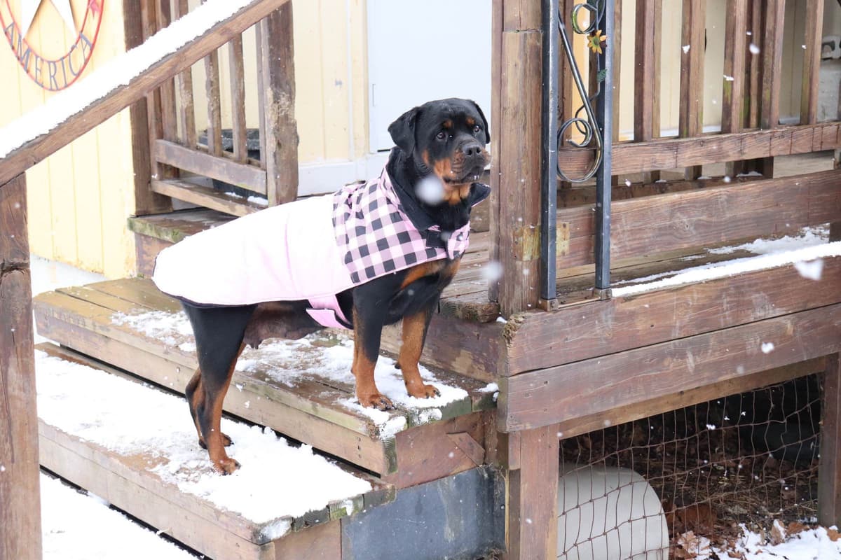 Rottweiler Puppies breeder image 3