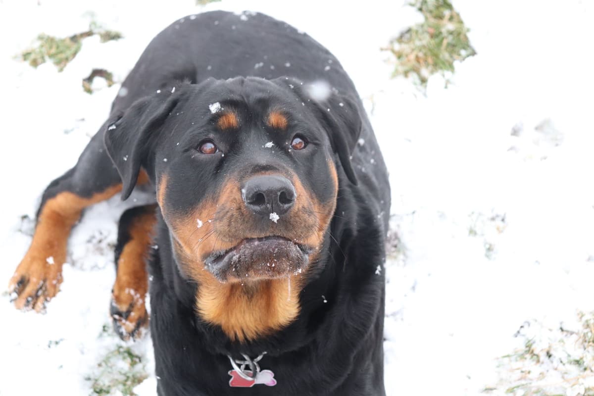 Rottweiler Puppies breeder image 4