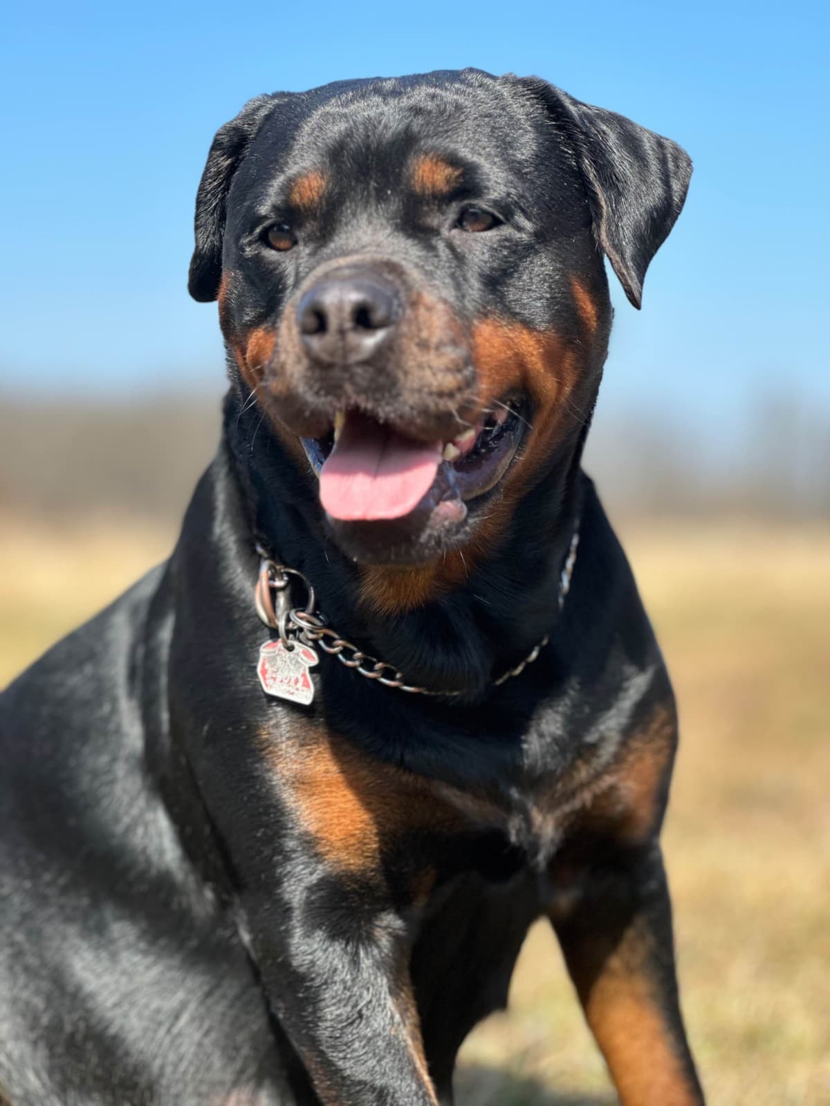 Rottweiler Puppies breeder image 7