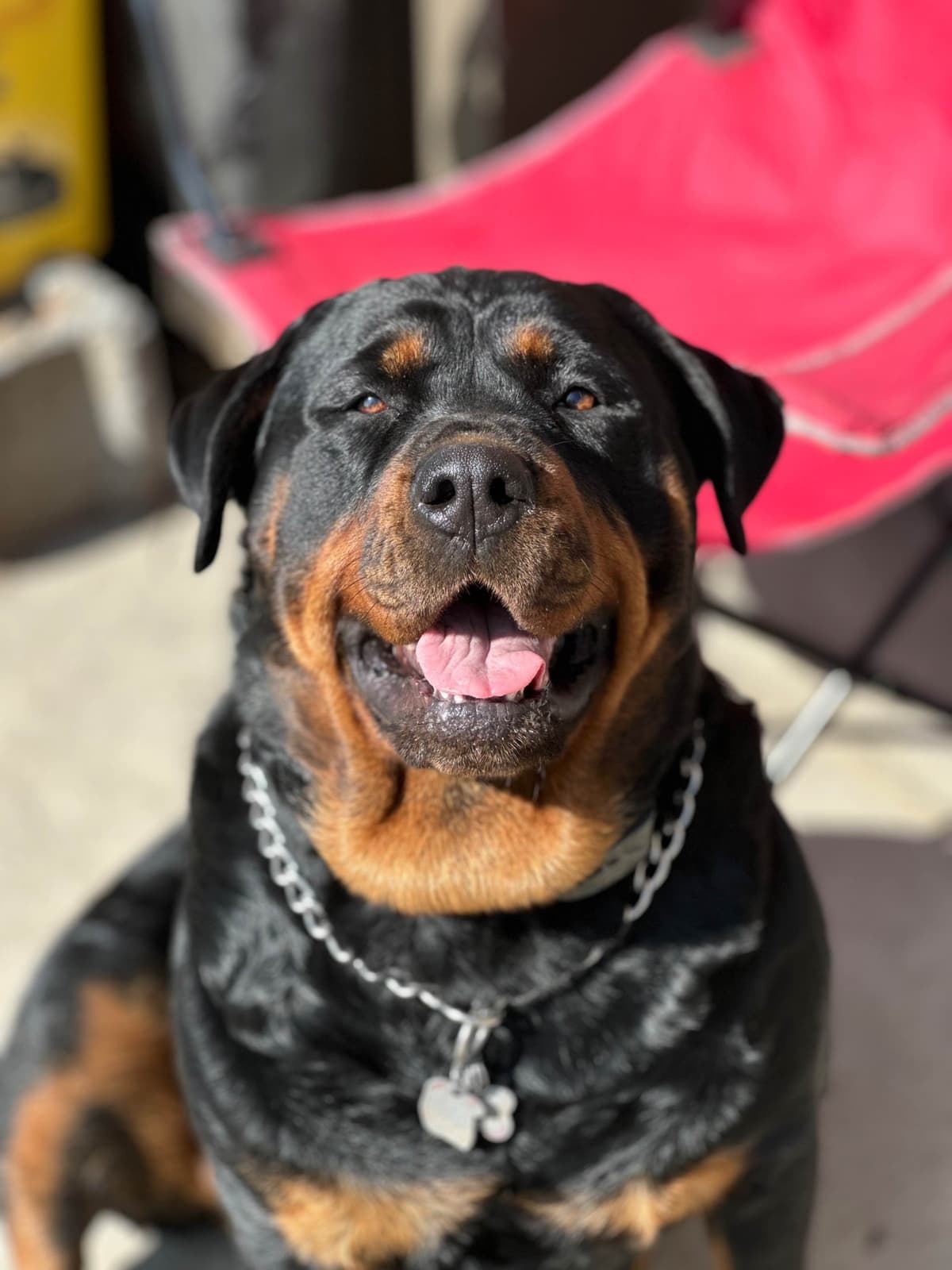 Rottweiler Puppies breeder image 8