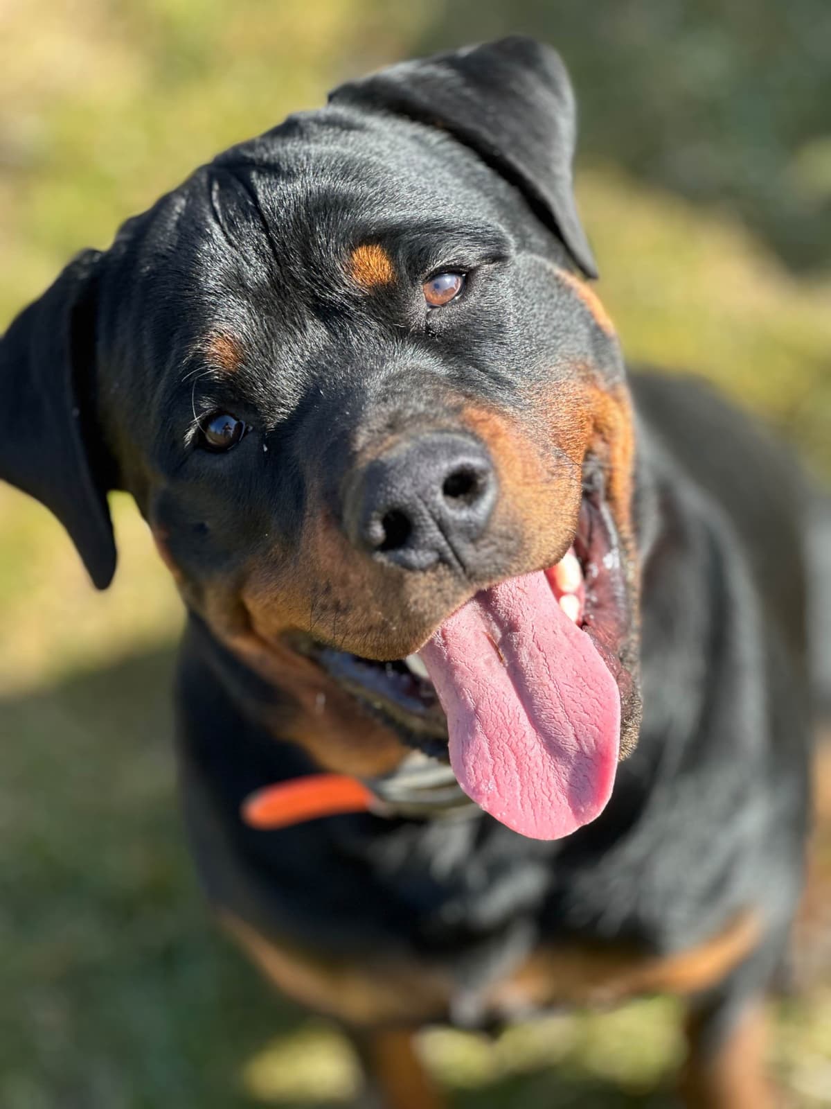 Rottweiler Puppies breeder image 9
