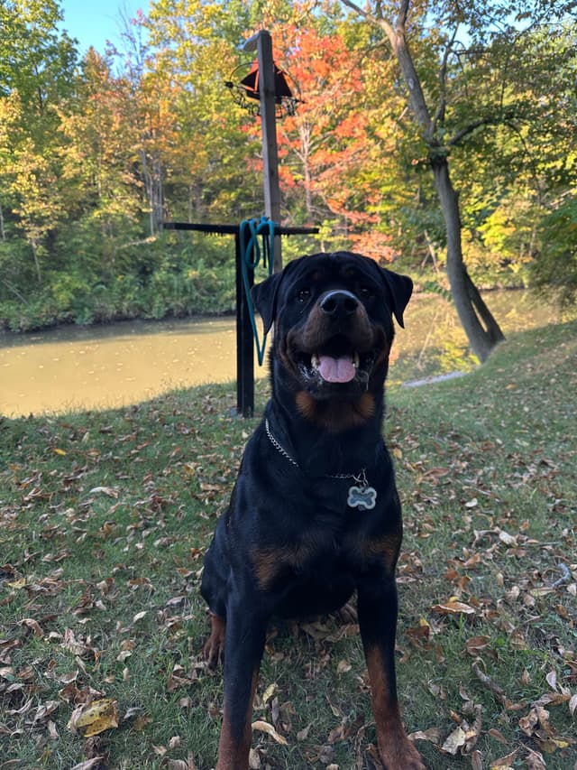 Rottweiler Puppies media 2