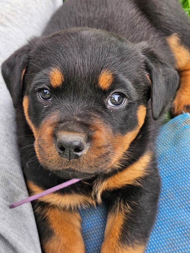 Rottweiler Puppies media 3