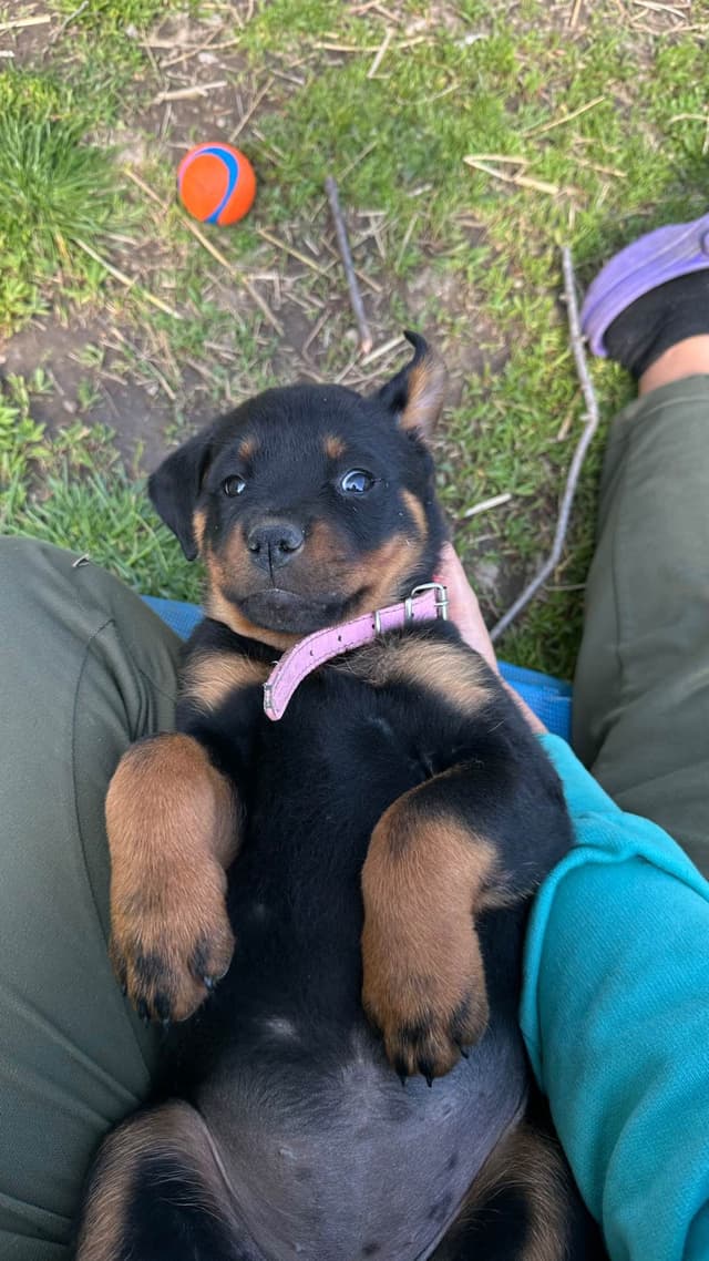 Rottweiler Puppies media 4