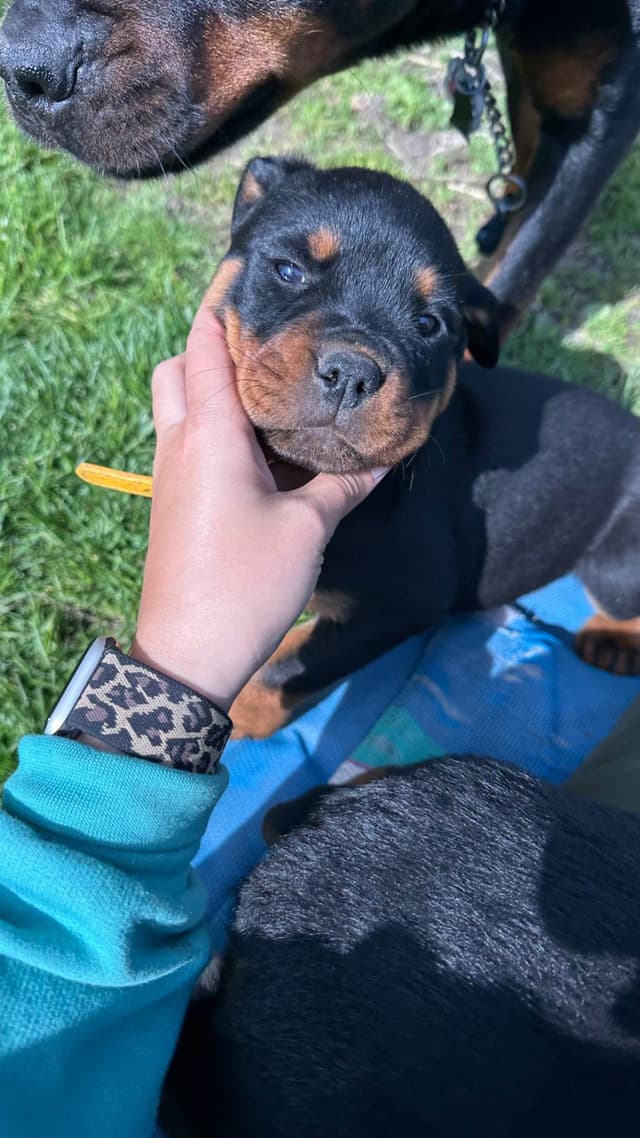 Rottweiler Puppies media 5