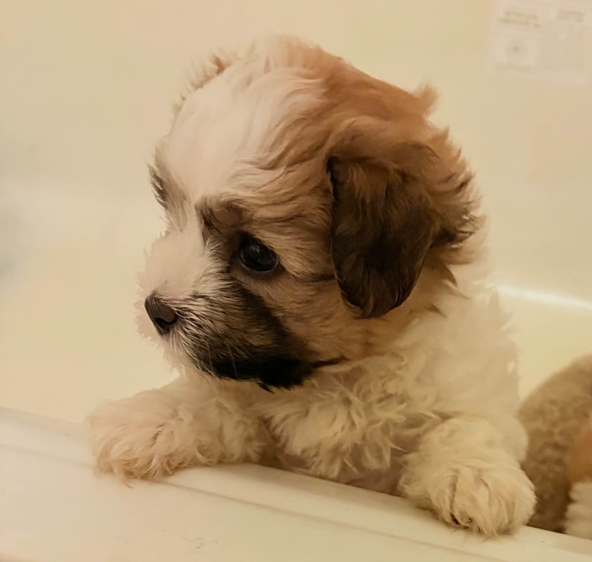 Havanese Puppies breeder image 4