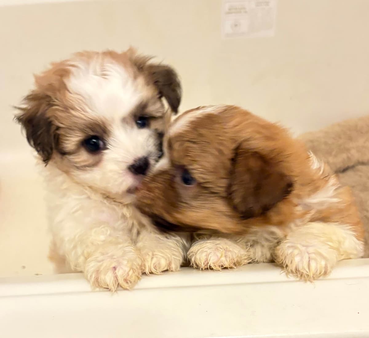 Havanese Puppies breeder image 1