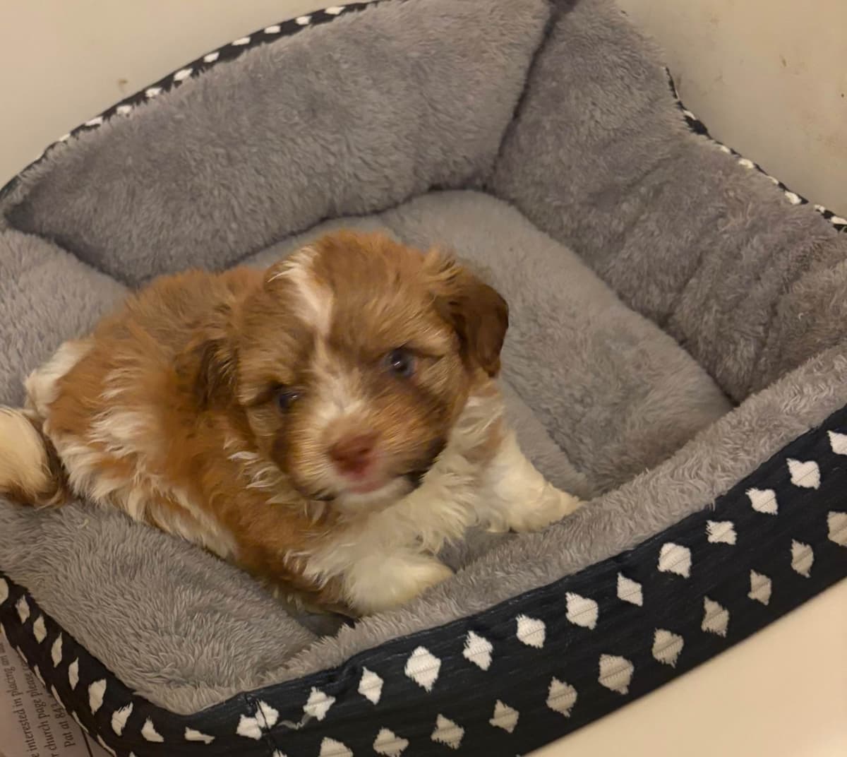 Havanese Puppies breeder image 2