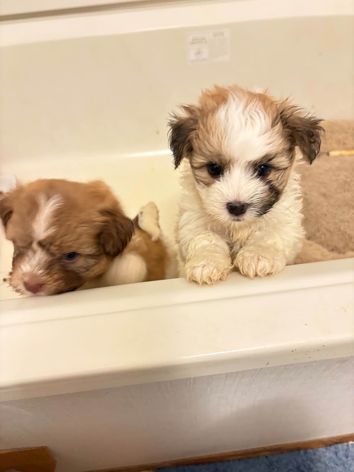 Havanese Puppies breeder image 5