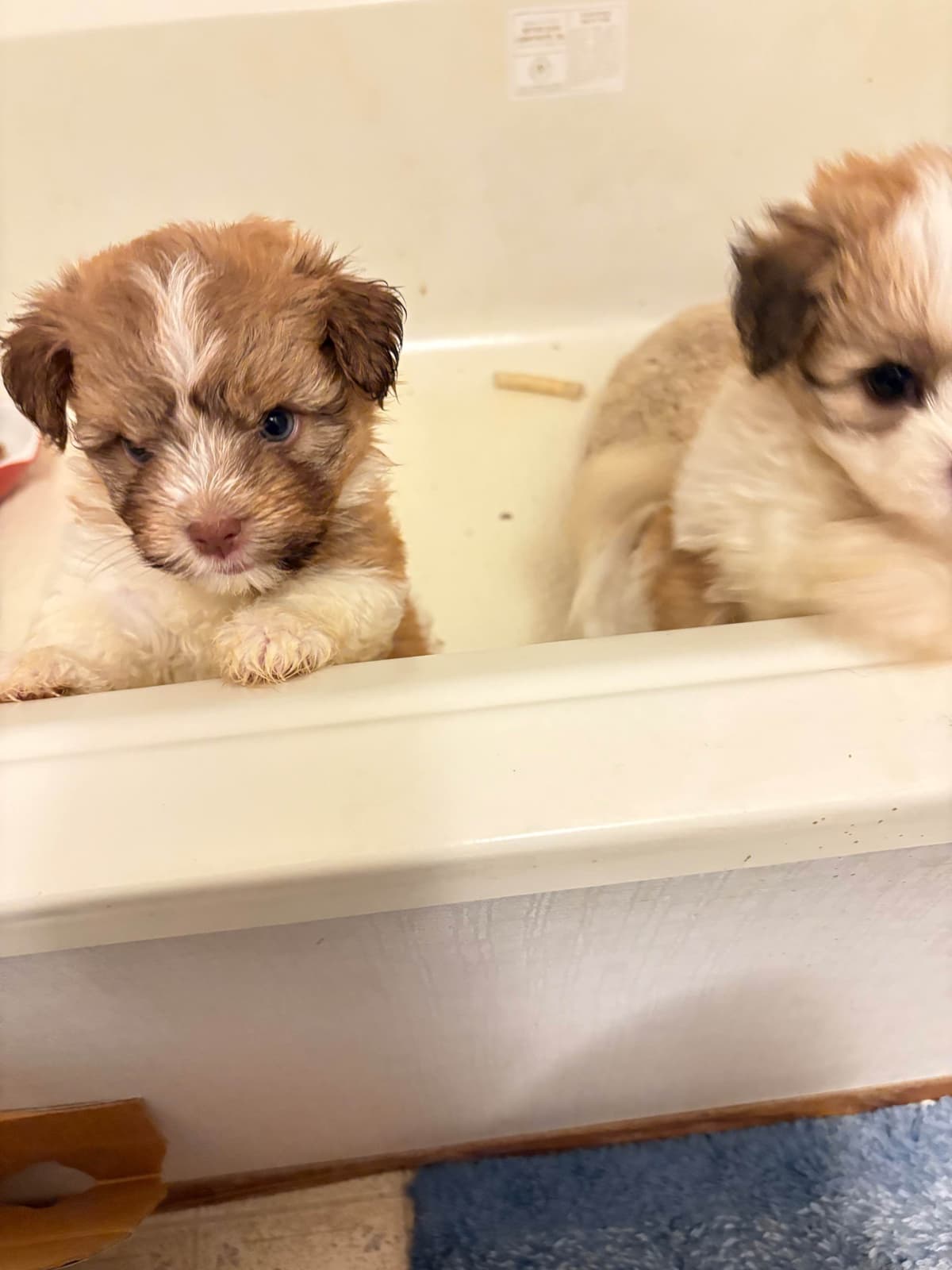 Havanese Puppies breeder image 6