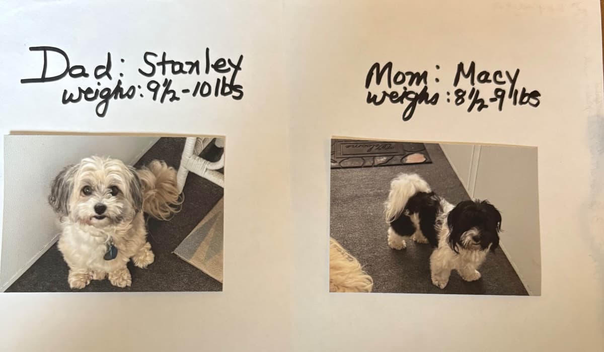 Havanese Puppies breeder image 7
