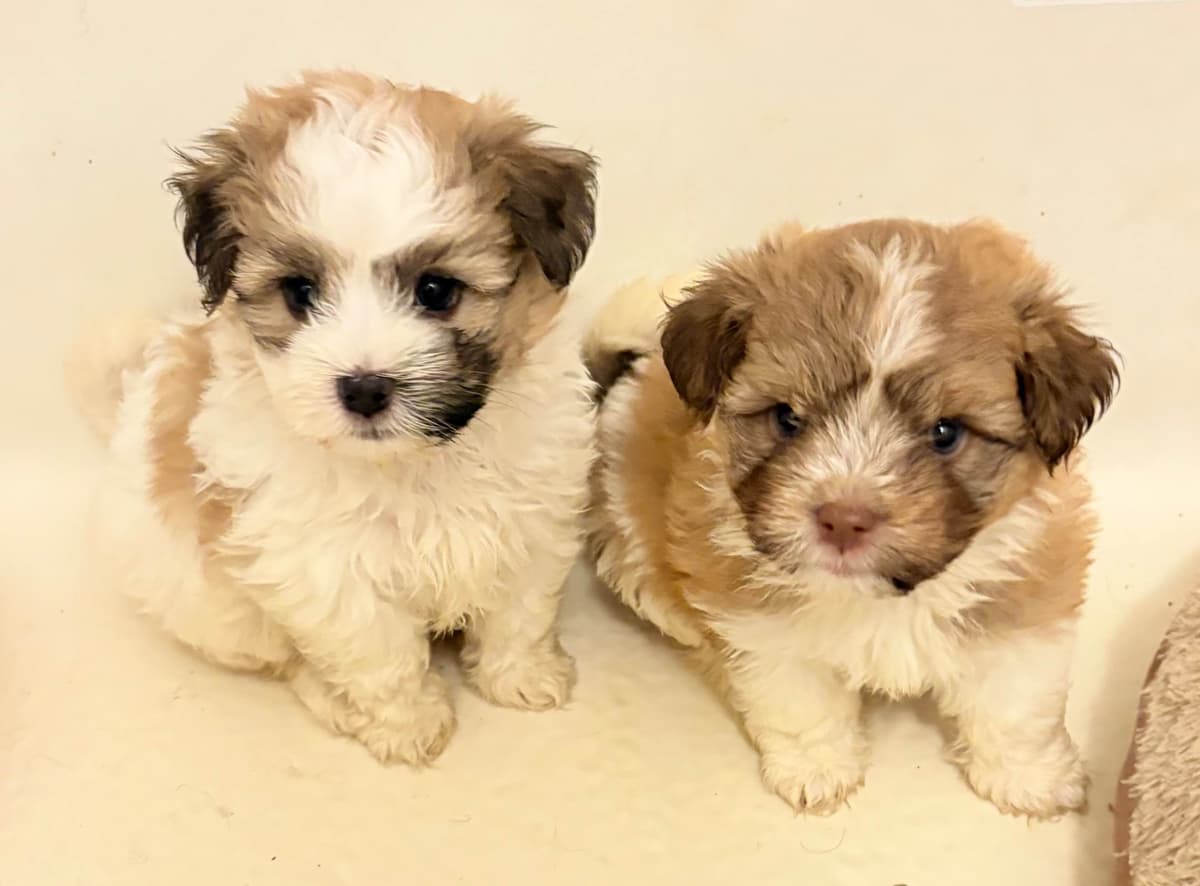 Havanese Puppies breeder image 8