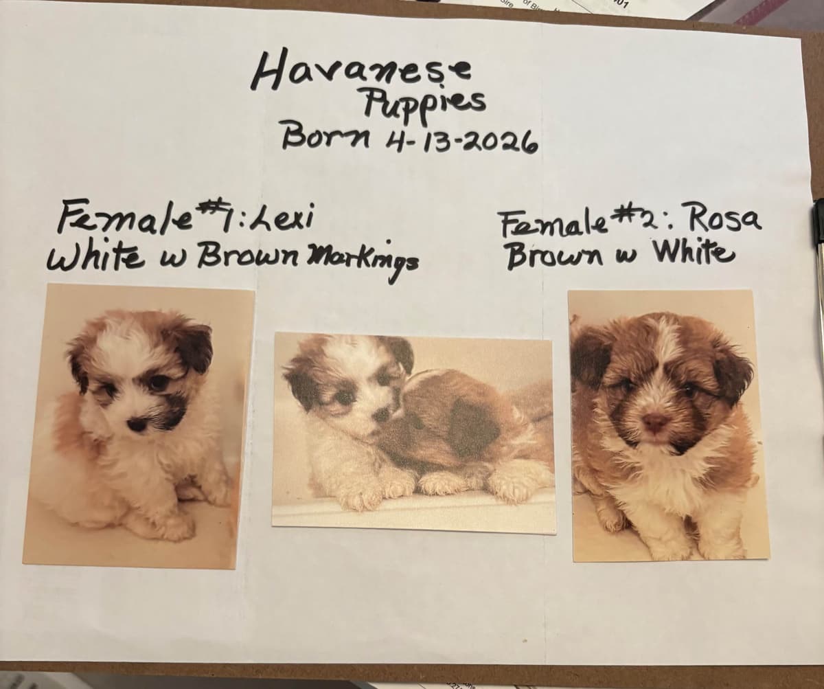 Havanese Puppies breeder image 9