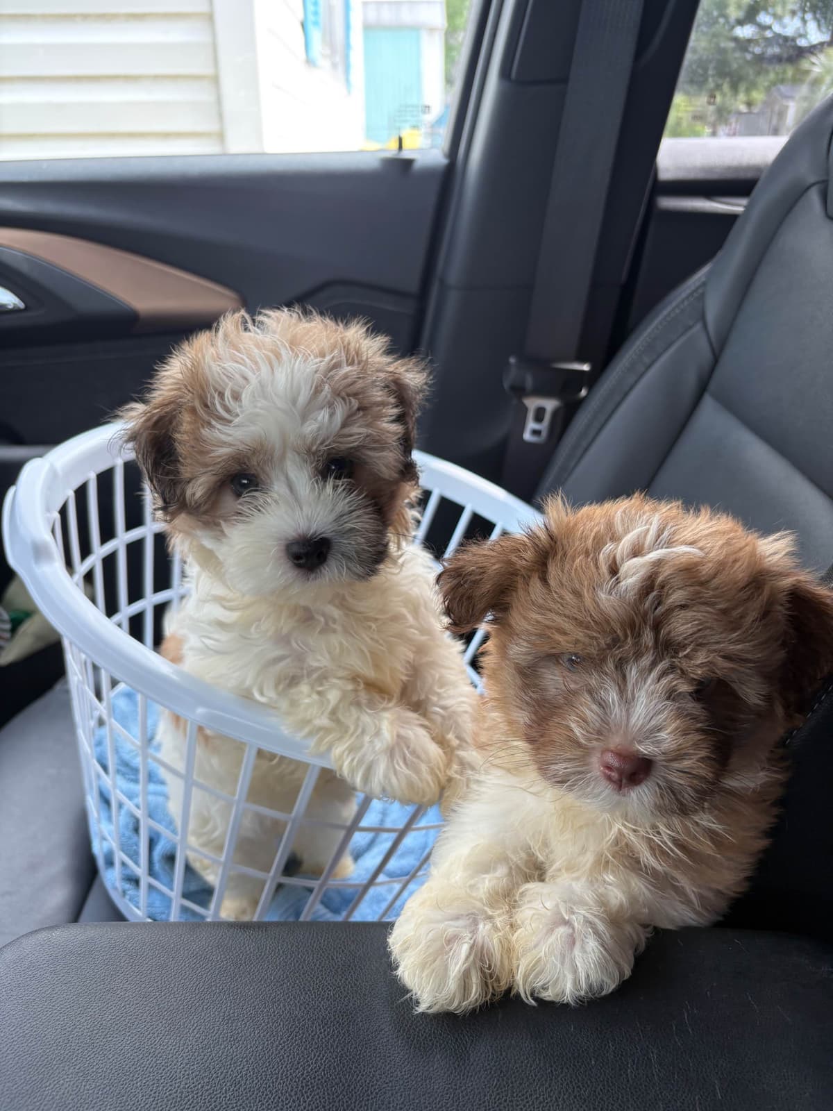 Havanese Puppies breeder image 10