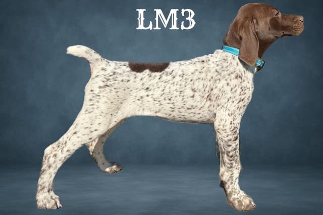 German Shorthaired Pointer Puppies media 2
