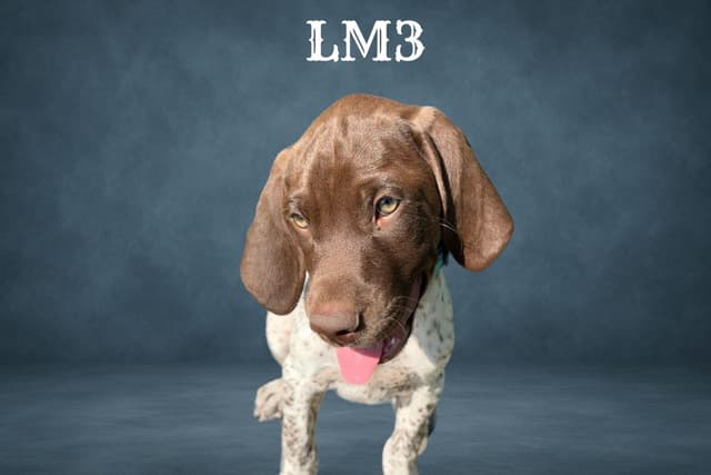 German Shorthaired Pointer Puppies media 3