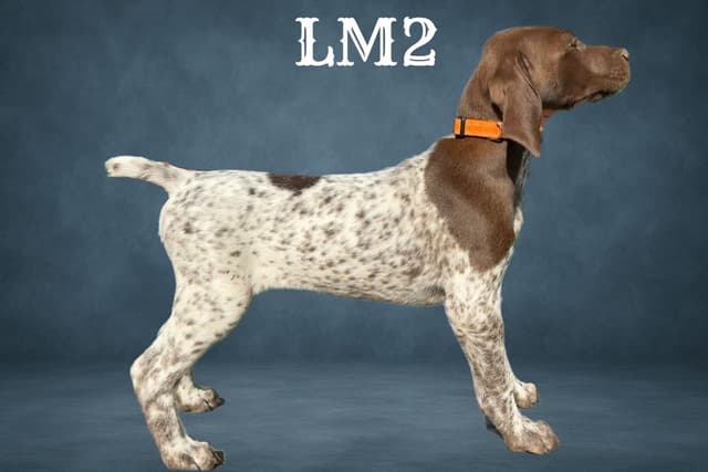 German Shorthaired Pointer Puppies media 4