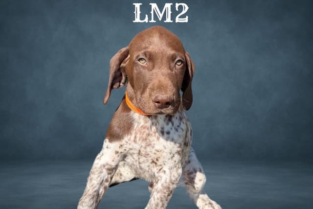 German Shorthaired Pointer Puppies media 5