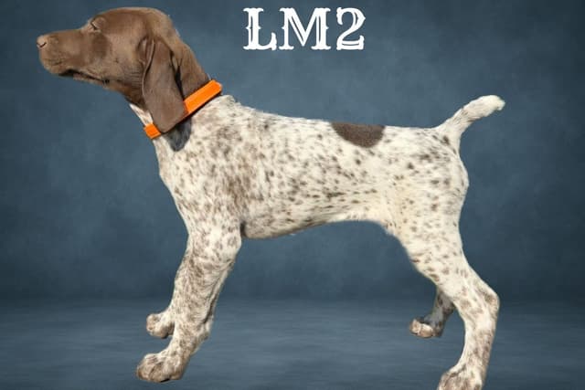 German Shorthaired Pointer Puppies media 6