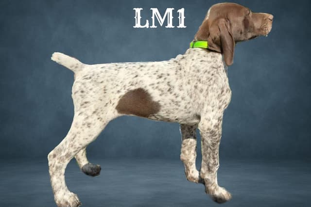 German Shorthaired Pointer Puppies media 8
