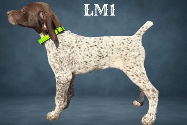 German Shorthaired Pointer Puppies media 9