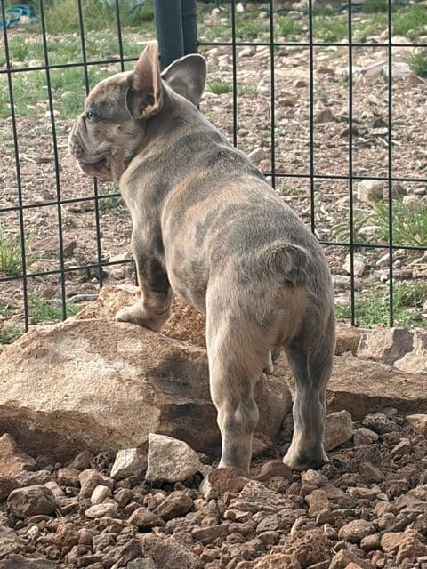 French Bulldog Puppies media 6