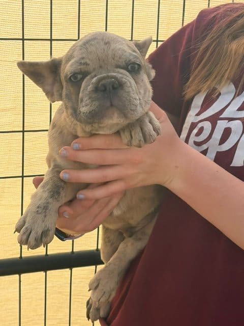 French Bulldog Puppies media 3