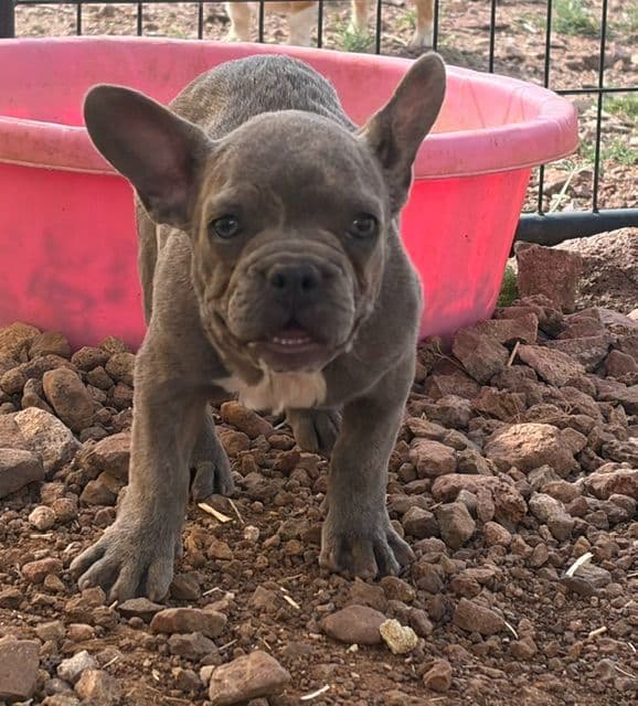 French Bulldog Puppies media 4