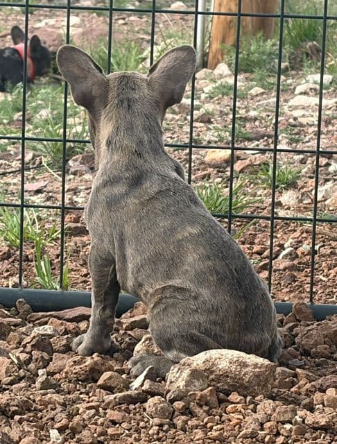 French Bulldog Puppies media 5
