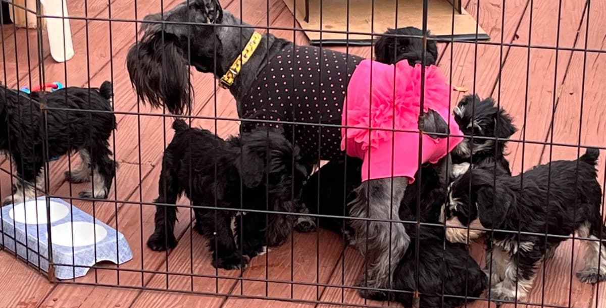 Miniature Schnauzer Puppies breeder image 1
