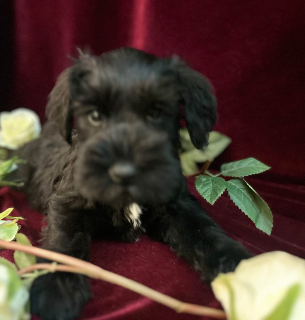 Miniature Schnauzer Puppies breeder image 7
