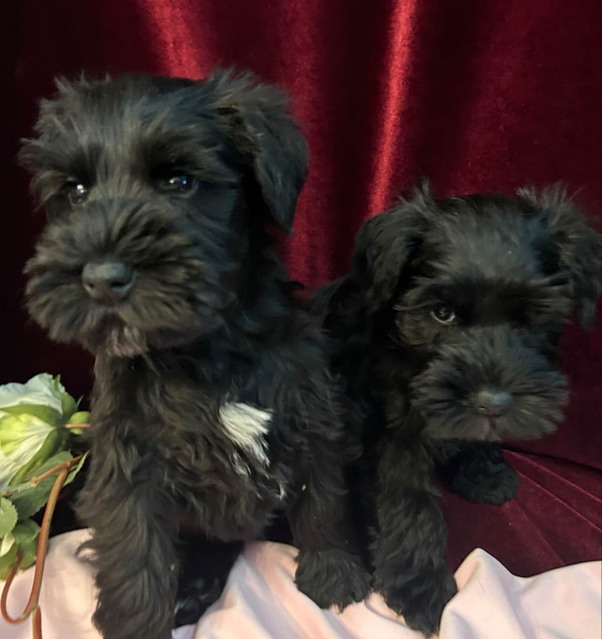 Miniature Schnauzer Puppies breeder image 6