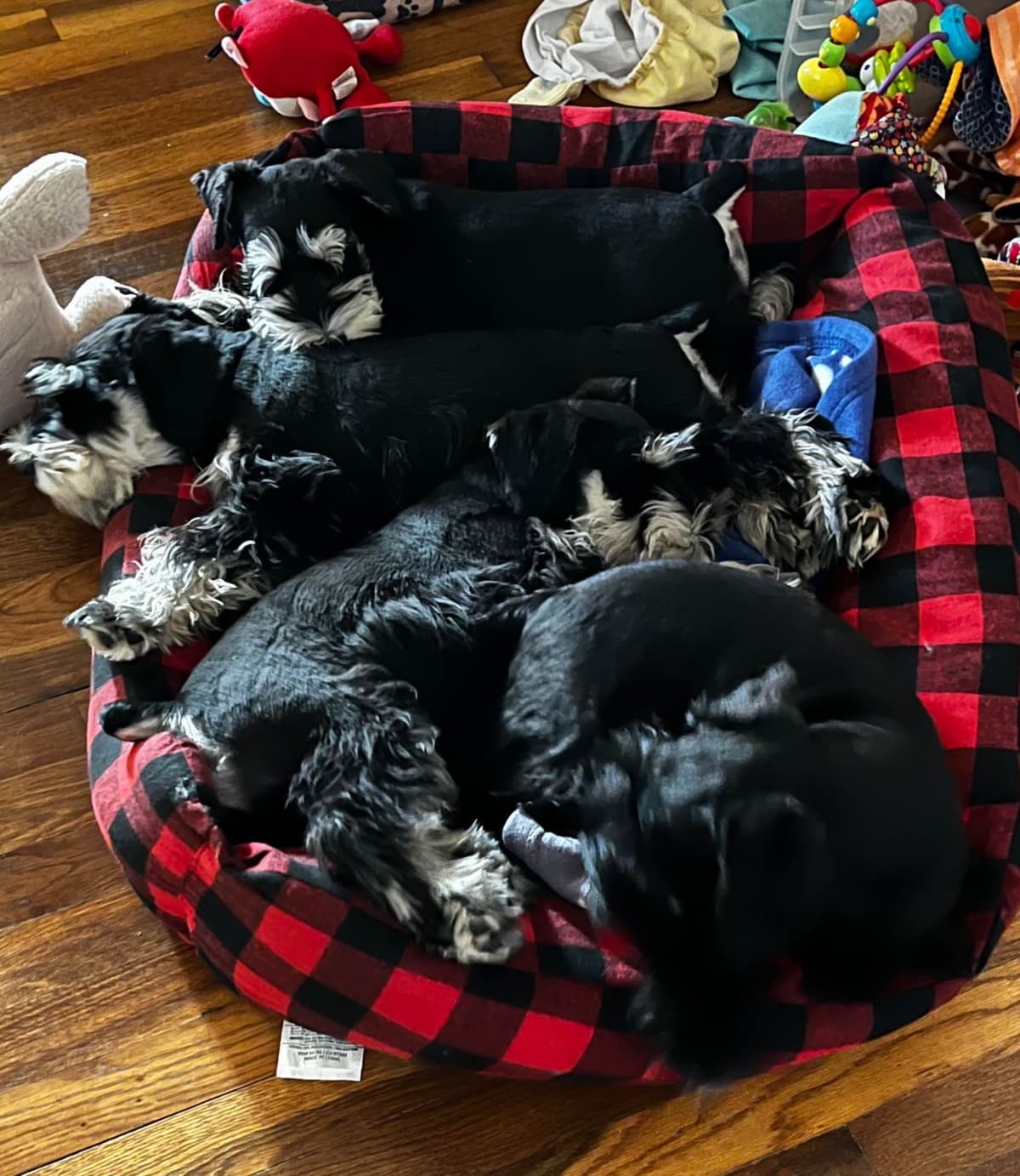 Miniature Schnauzer Puppies breeder image 8