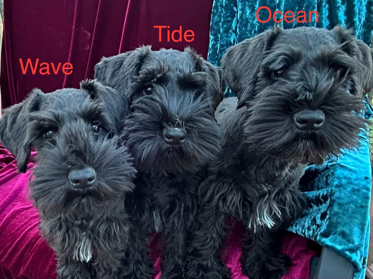 Miniature Schnauzer Puppies breeder image 9