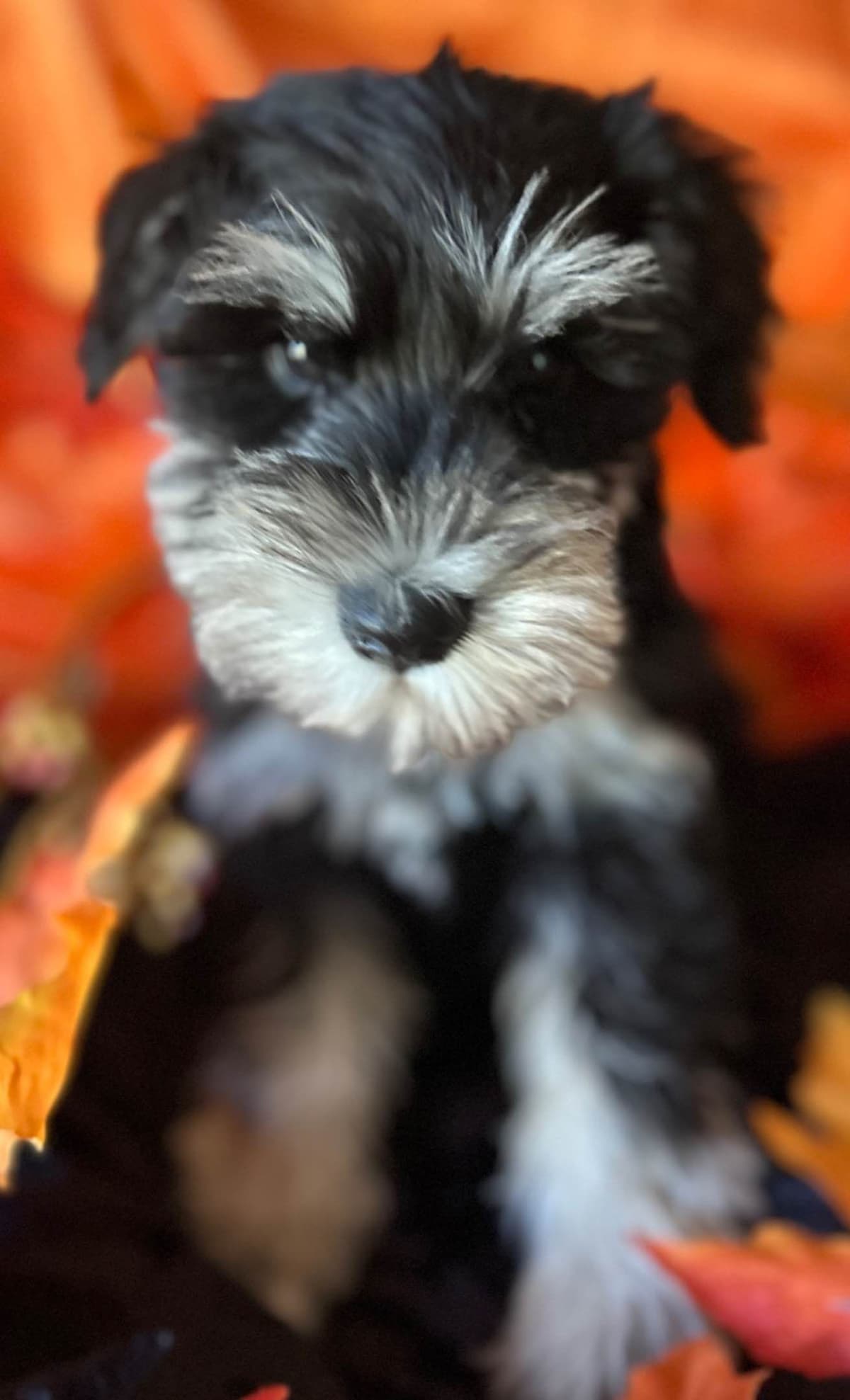 Miniature Schnauzer Puppies breeder image 11