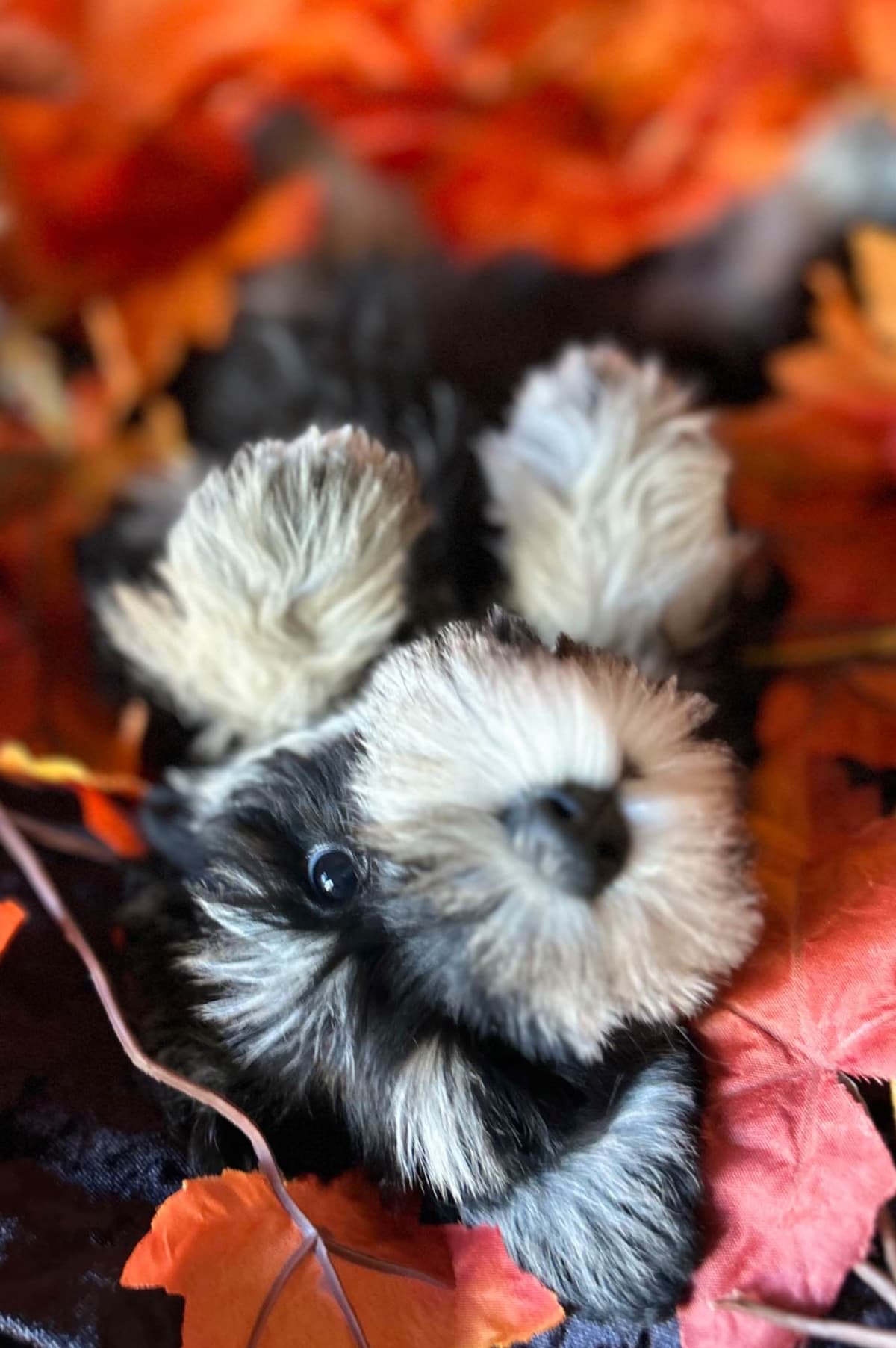 Miniature Schnauzer Puppies breeder image 12