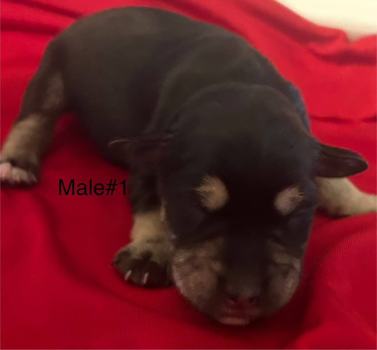 Miniature Schnauzer Puppies breeder image 4