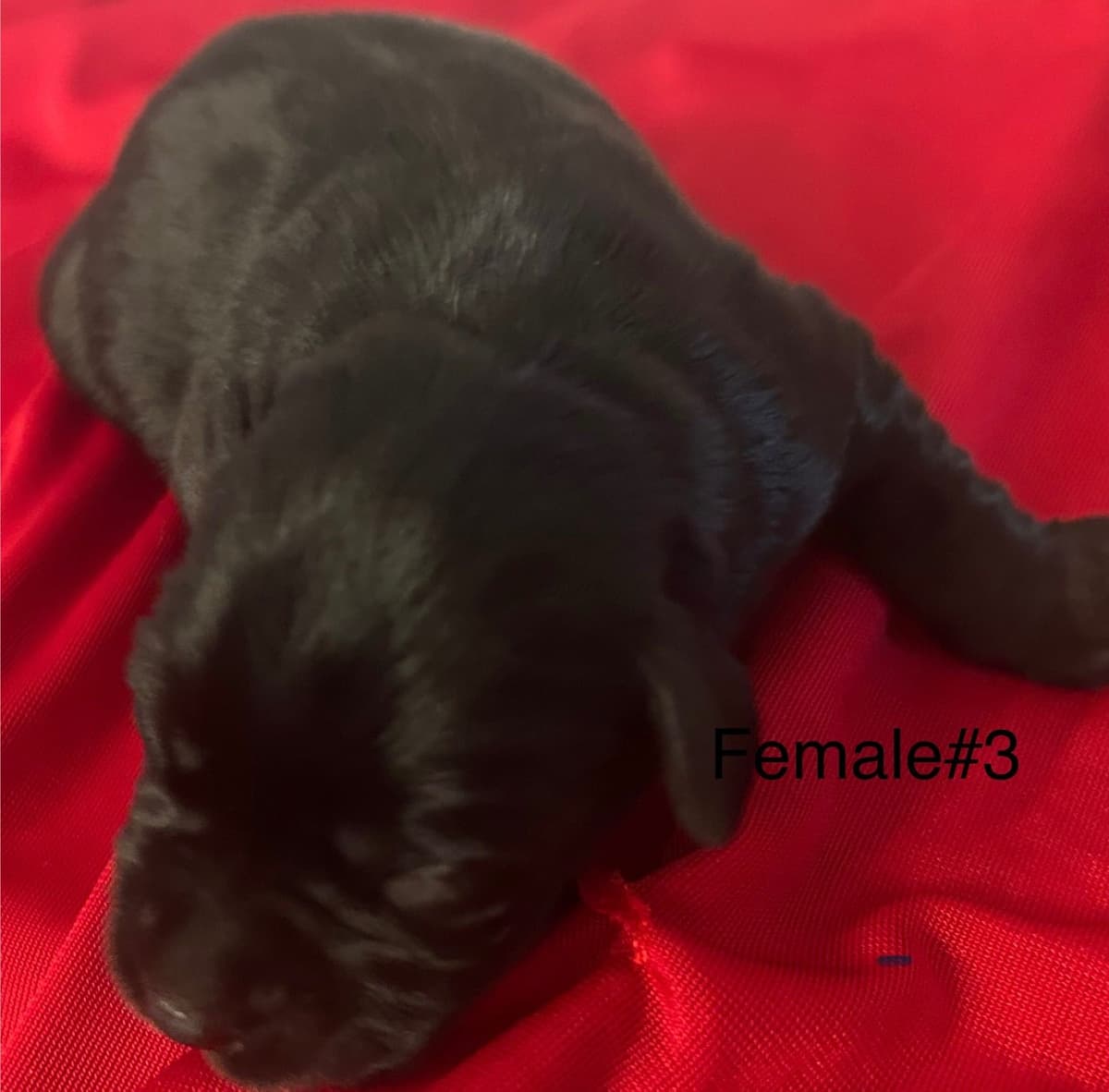 Miniature Schnauzer Puppies breeder image 3