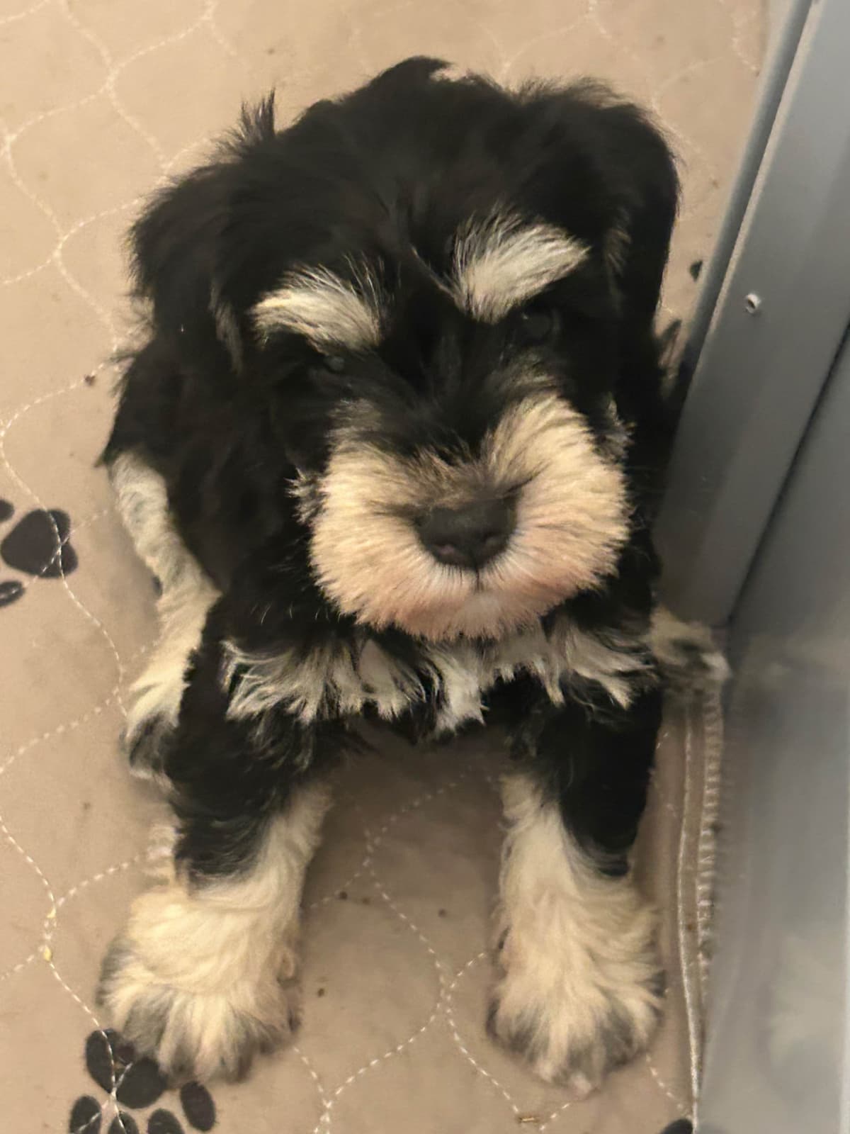 Miniature Schnauzer Puppies breeder image 13